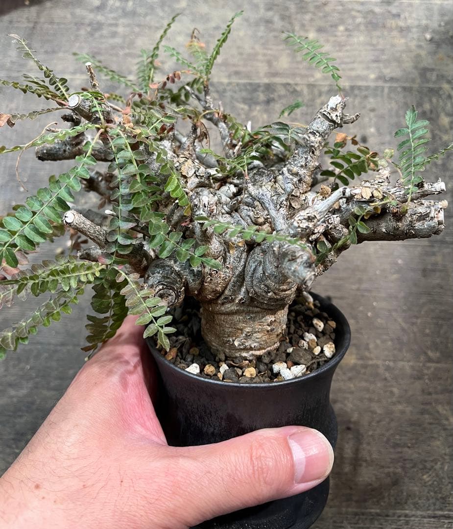 発根済み ボスウェリア ネグレクタ 現地球