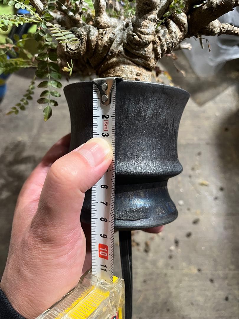 発根済み ボスウェリア ネグレクタ 現地球