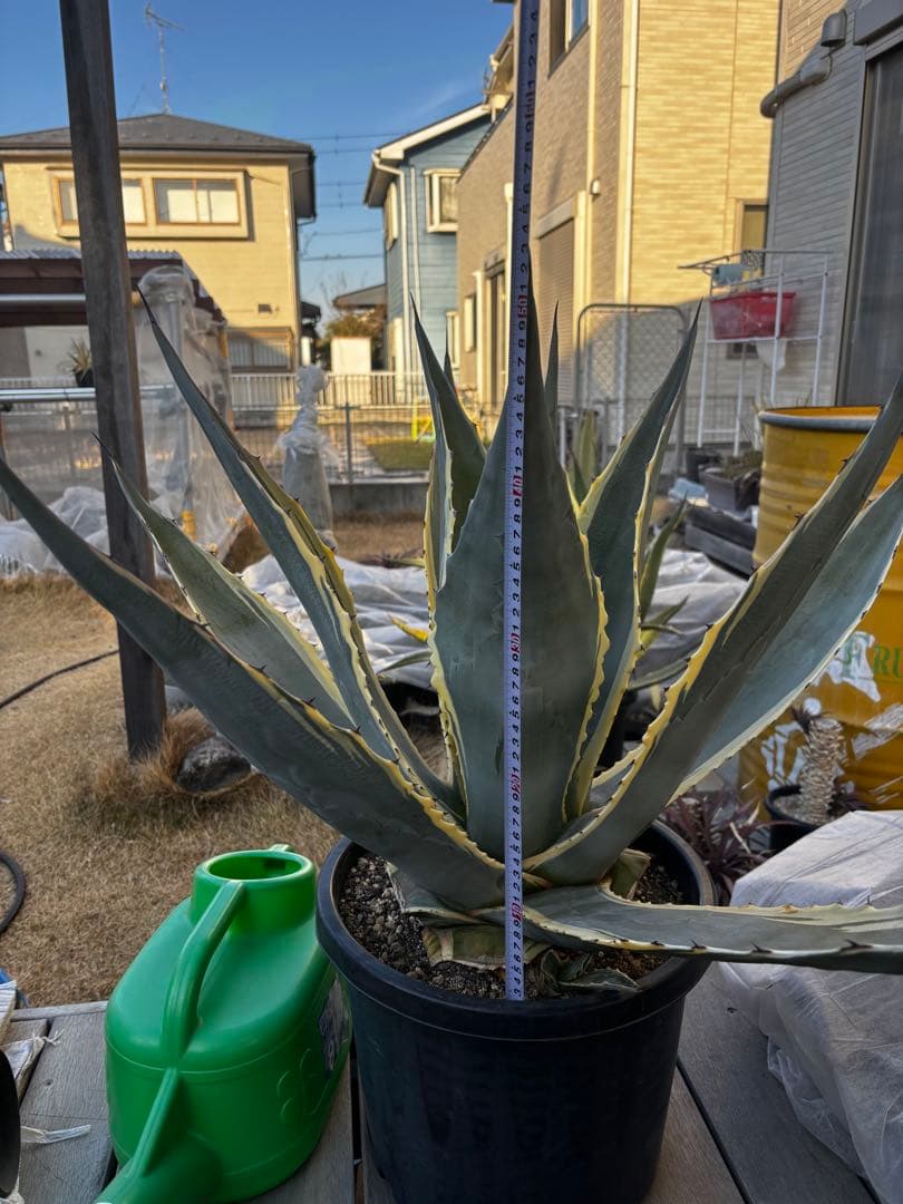 アガベ　マシュマロクリーム　特大株　引取り限定