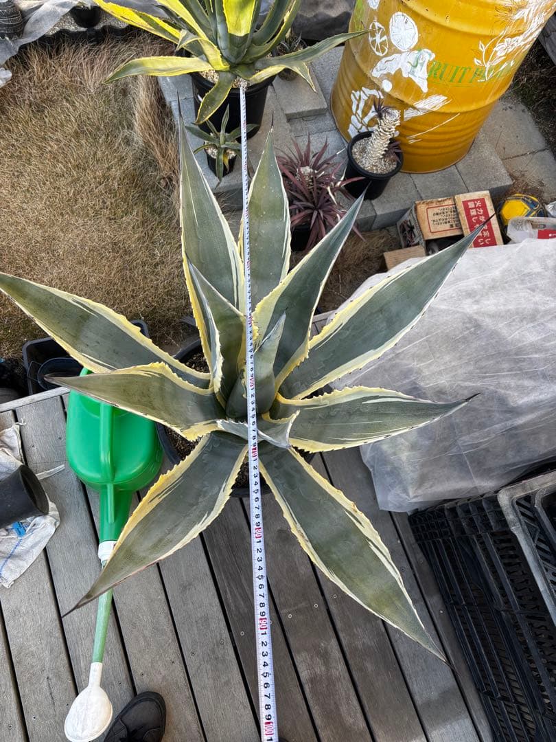 アガベ　マシュマロクリーム　特大株　引取り限定