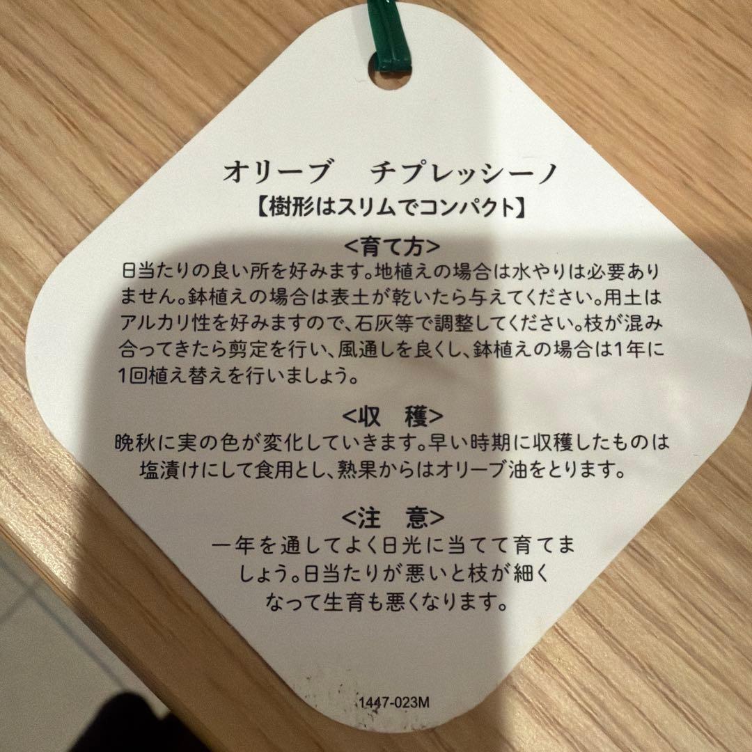 オリーブの木　チプレッシーノ　オリーブ