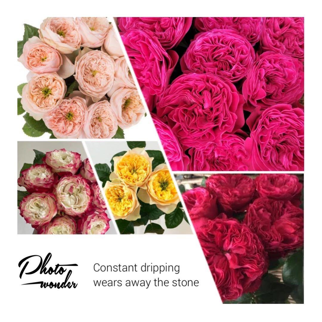 「user_30c7888b」切り花品種バラ苗 5点