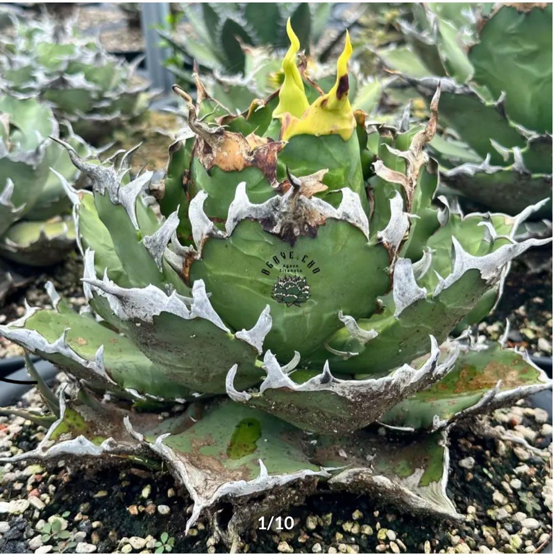 agave titanota 鬼豹　鬼滅刃　猟豹　アガベ　チタノタ宮下将太