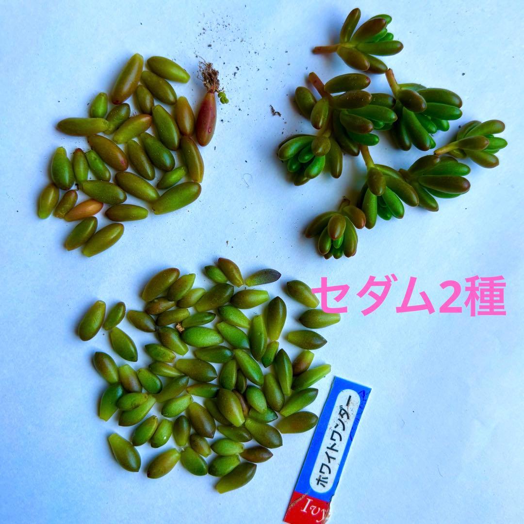 多肉植物　ホワイトワンダー ＋ 虹の玉 　 カット 葉挿し
