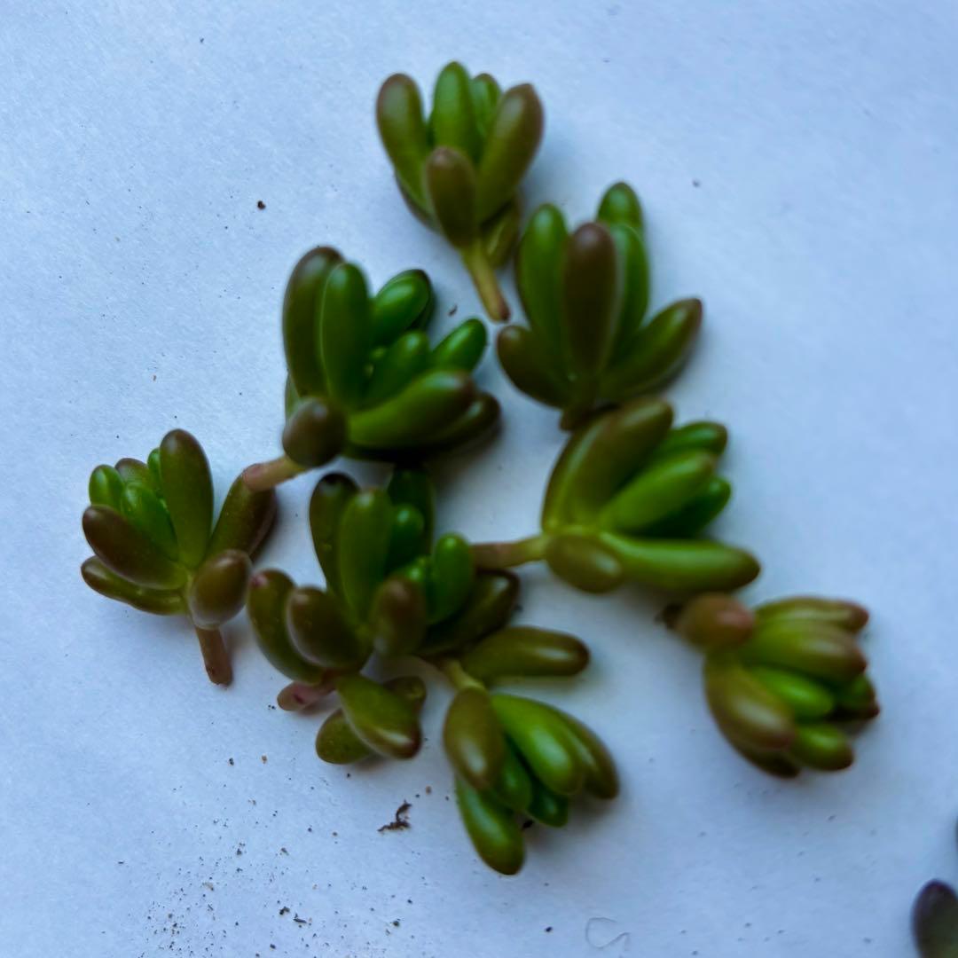 多肉植物　ホワイトワンダー ＋ 虹の玉 　 カット 葉挿し