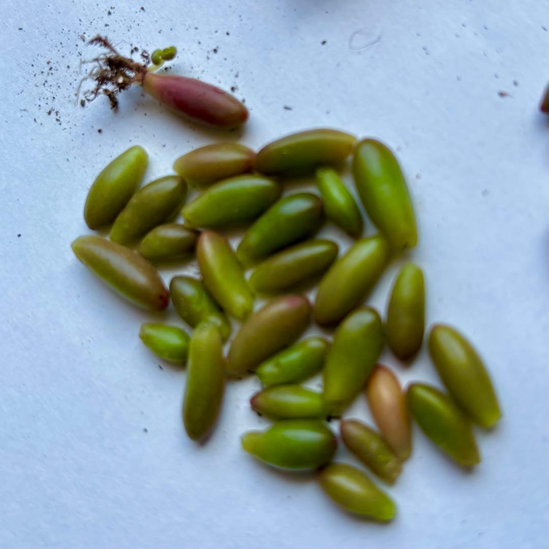 多肉植物　ホワイトワンダー ＋ 虹の玉 　 カット 葉挿し