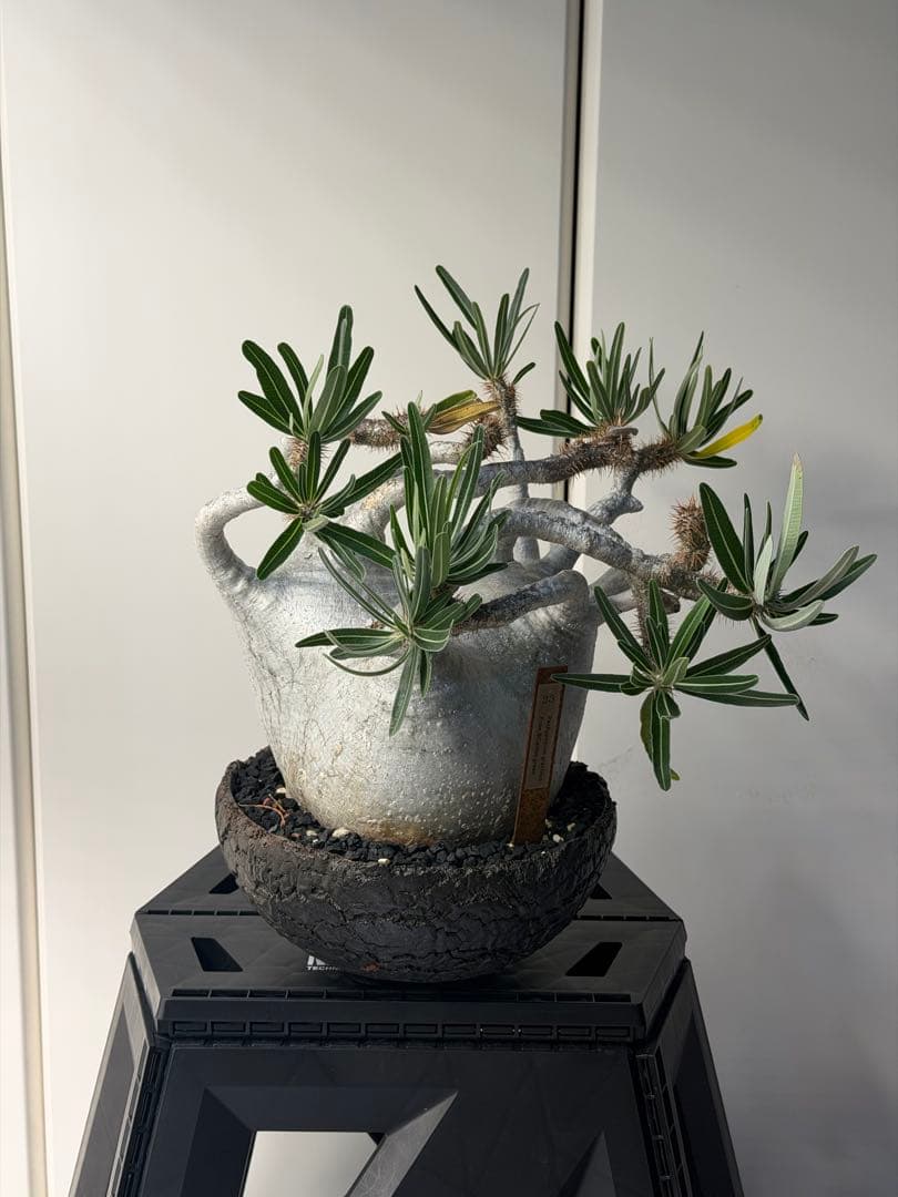 ［御神木クラス］　パキポディウム グラキリス