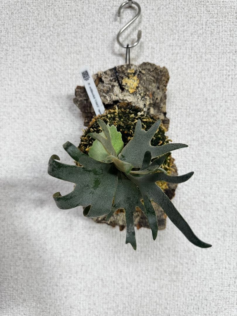 P. willinckii 'OMG'spore コルク　ビカクシダ　貯水ターン