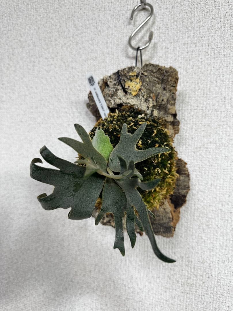 P. willinckii 'OMG'spore コルク　ビカクシダ　貯水ターン