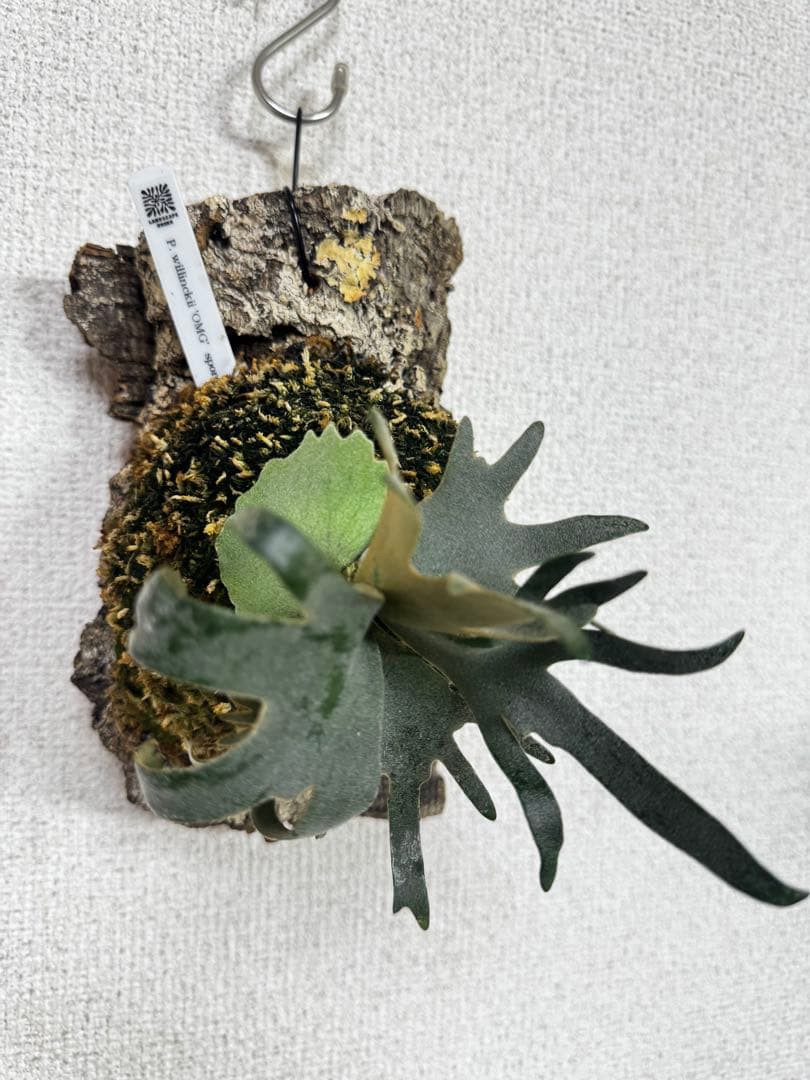 P. willinckii 'OMG'spore コルク　ビカクシダ　貯水ターン