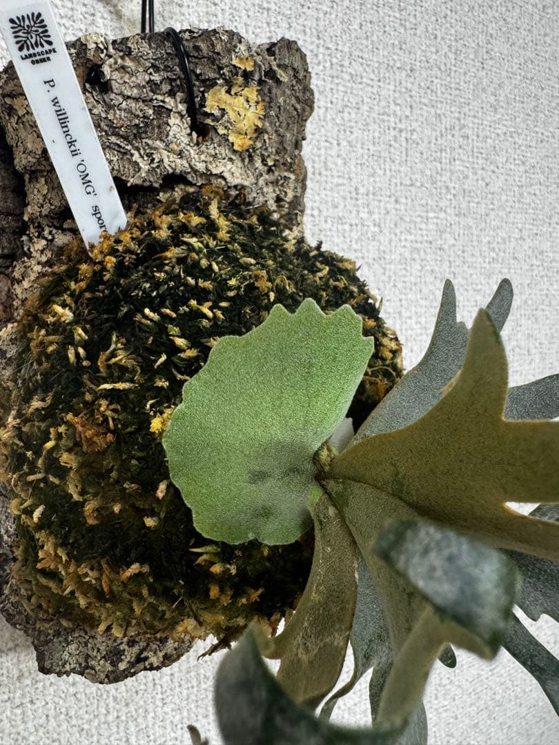 P. willinckii 'OMG'spore コルク　ビカクシダ　貯水ターン