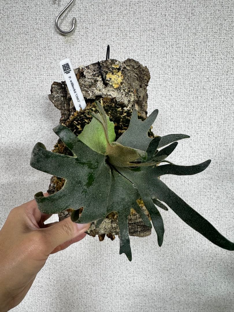 P. willinckii 'OMG'spore コルク　ビカクシダ　貯水ターン