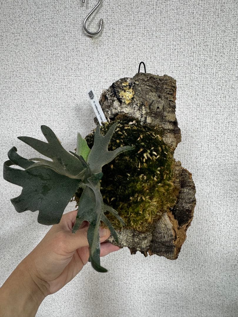P. willinckii 'OMG'spore コルク　ビカクシダ　貯水ターン