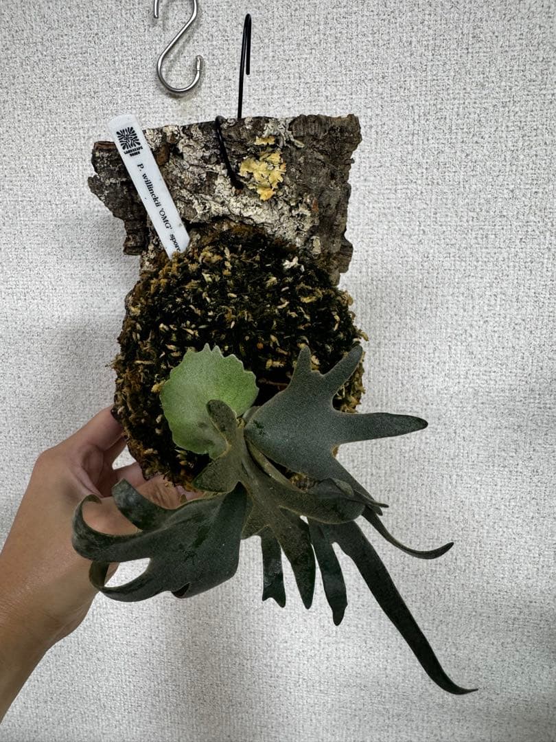 P. willinckii 'OMG'spore コルク　ビカクシダ　貯水ターン