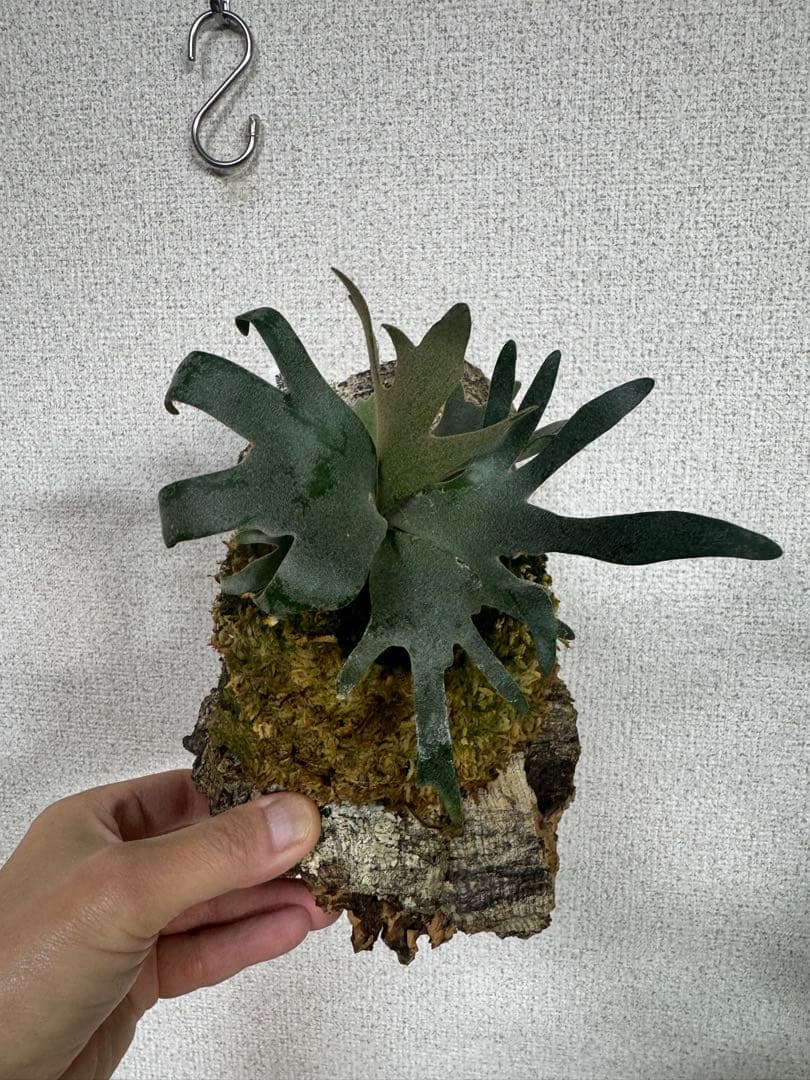 P. willinckii 'OMG'spore コルク　ビカクシダ　貯水ターン