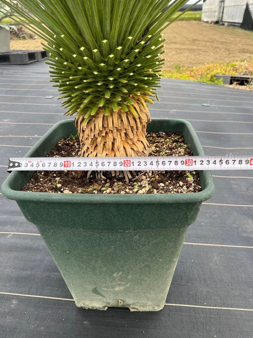 ユッカ　ロストラータ　幹上がり　15