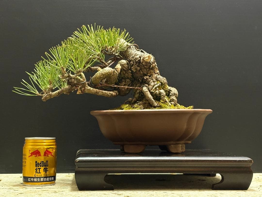 [盆栽]黒松//五葉松/真柏