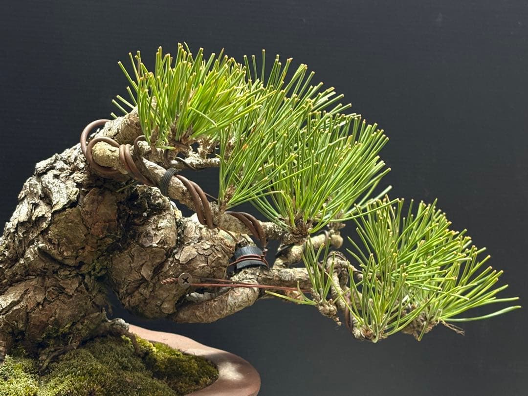 [盆栽]黒松//五葉松/真柏