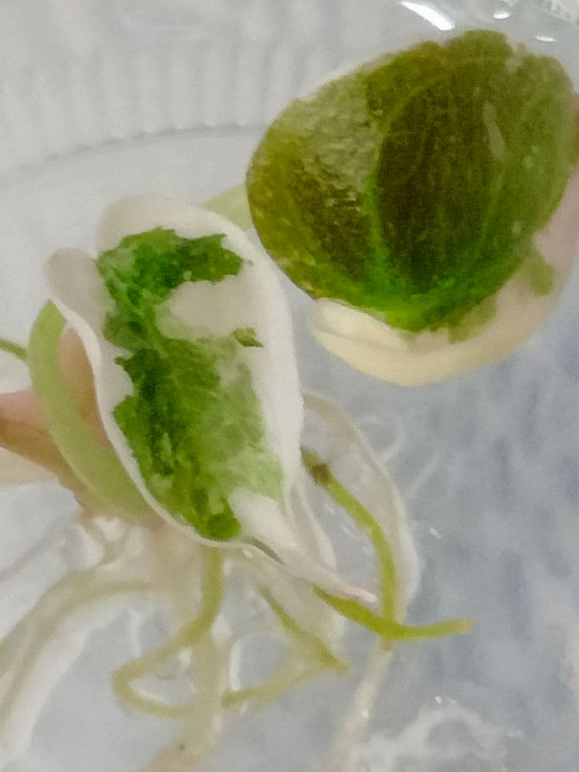 その他観葉植物 Alocasia Cuprea Pink variegated (lumpy)