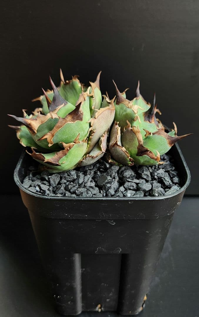 Dennis040　キングアーサー同血統　ダブルヘッド　アガベ　オテロイ