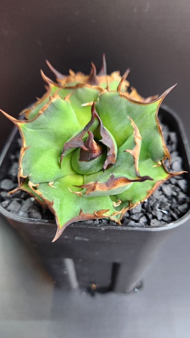 Dennis040　キングアーサー同血統　ダブルヘッド　アガベ　オテロイ