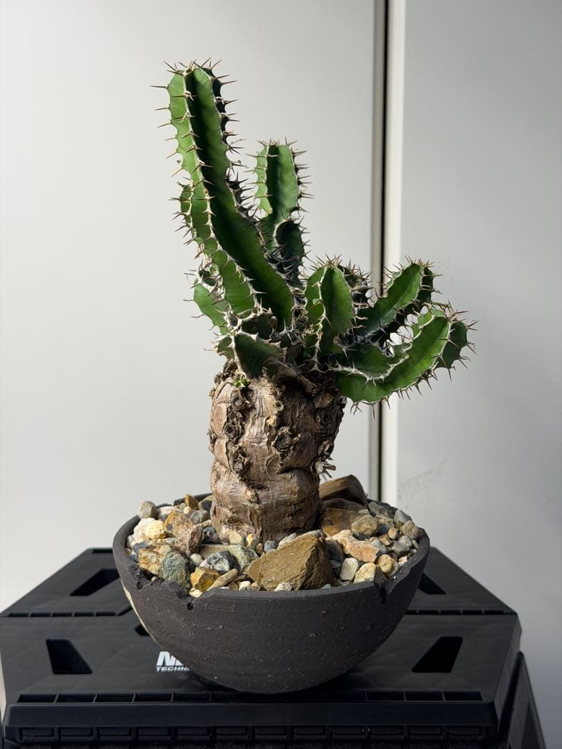 ユーフォルビア　ムランジーナ