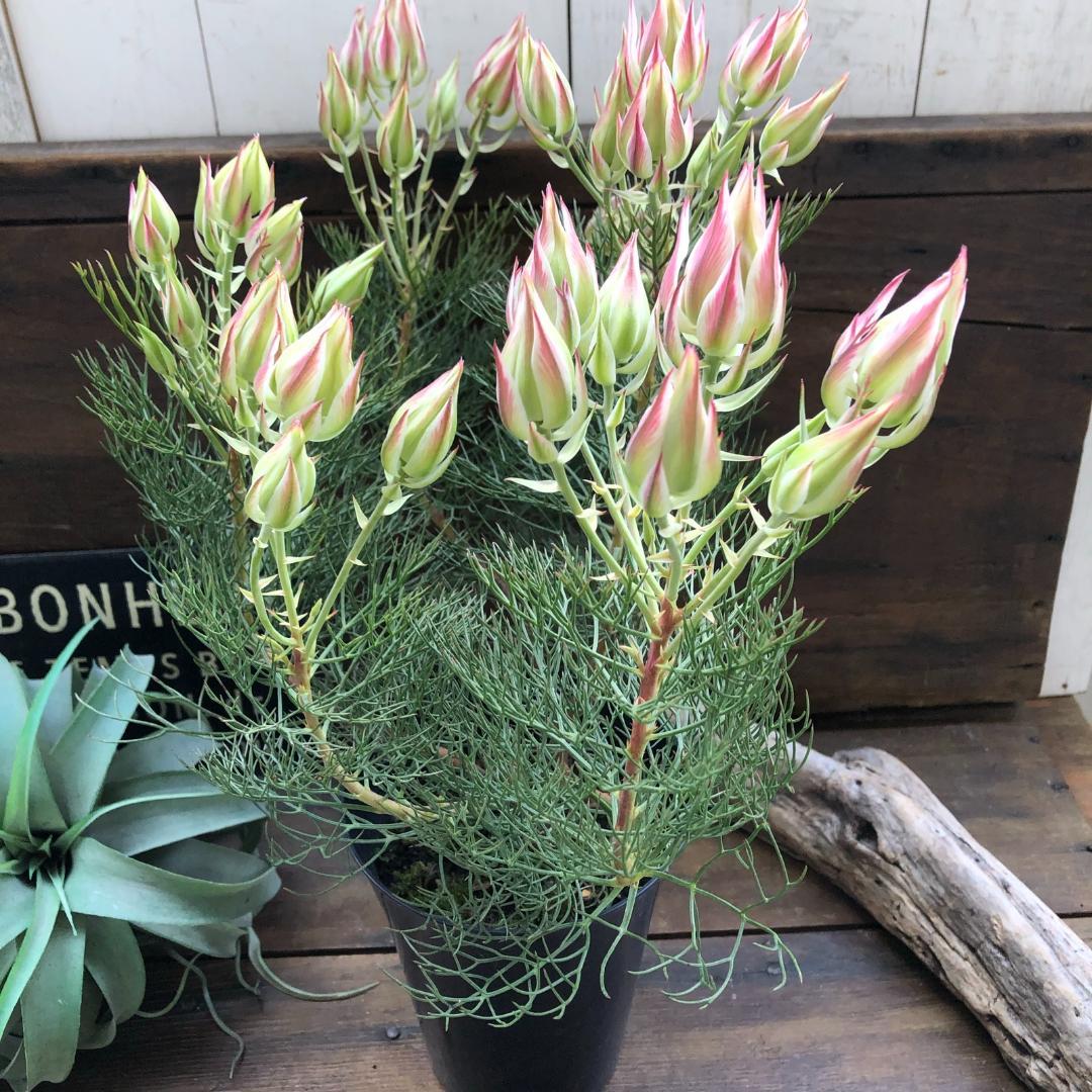 ★ポットごと♡プリティーピンク♡セルリア♡大苗♡ガーデニング♡お得