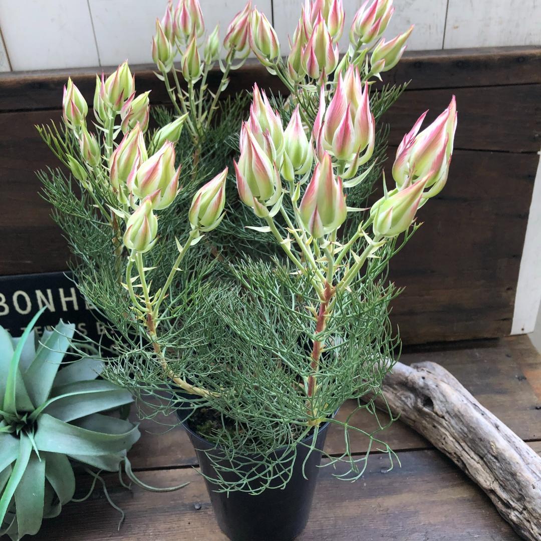 ★ポットごと♡プリティーピンク♡セルリア♡大苗♡ガーデニング♡お得