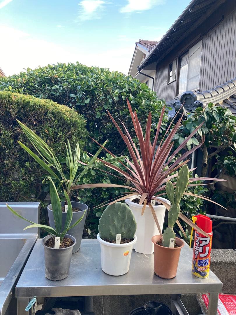 ドライガーデンＺセット鉢ごと配送致します。