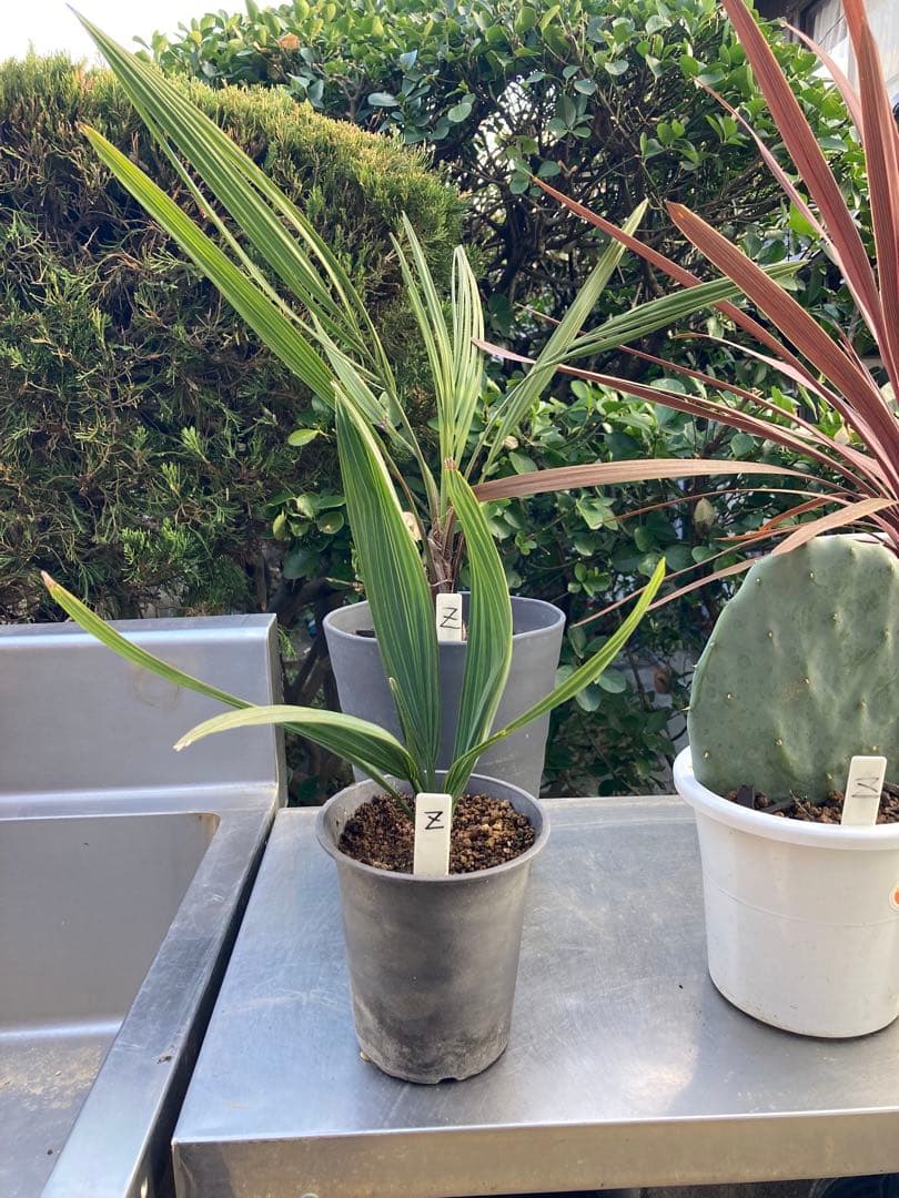 ドライガーデンＺセット鉢ごと配送致します。