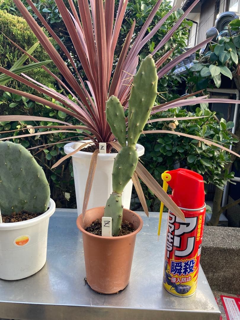 ドライガーデンＺセット鉢ごと配送致します。