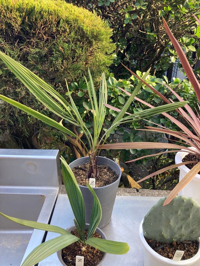 ドライガーデンＺセット鉢ごと配送致します。