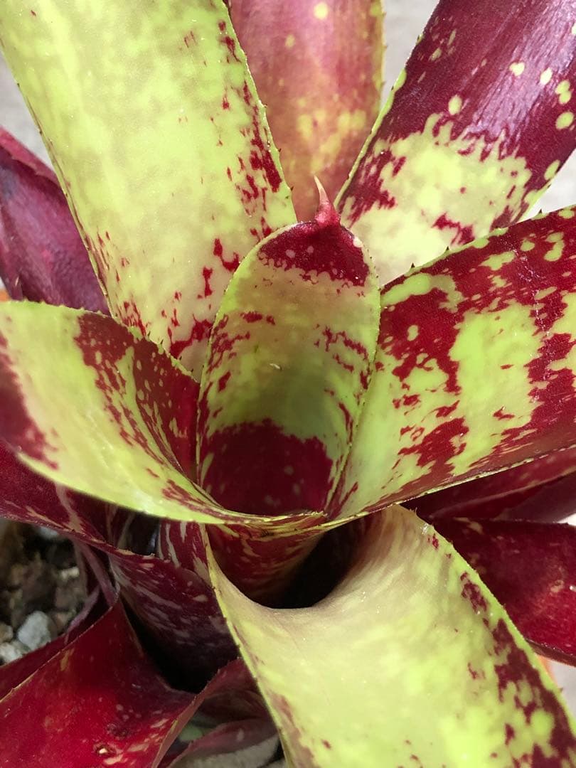 ネオレゲリア・デメター