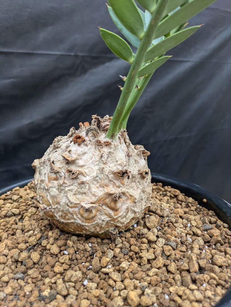 14 エンセファラルトス プリンセプス ドワーフ 特大 白肌 丸々