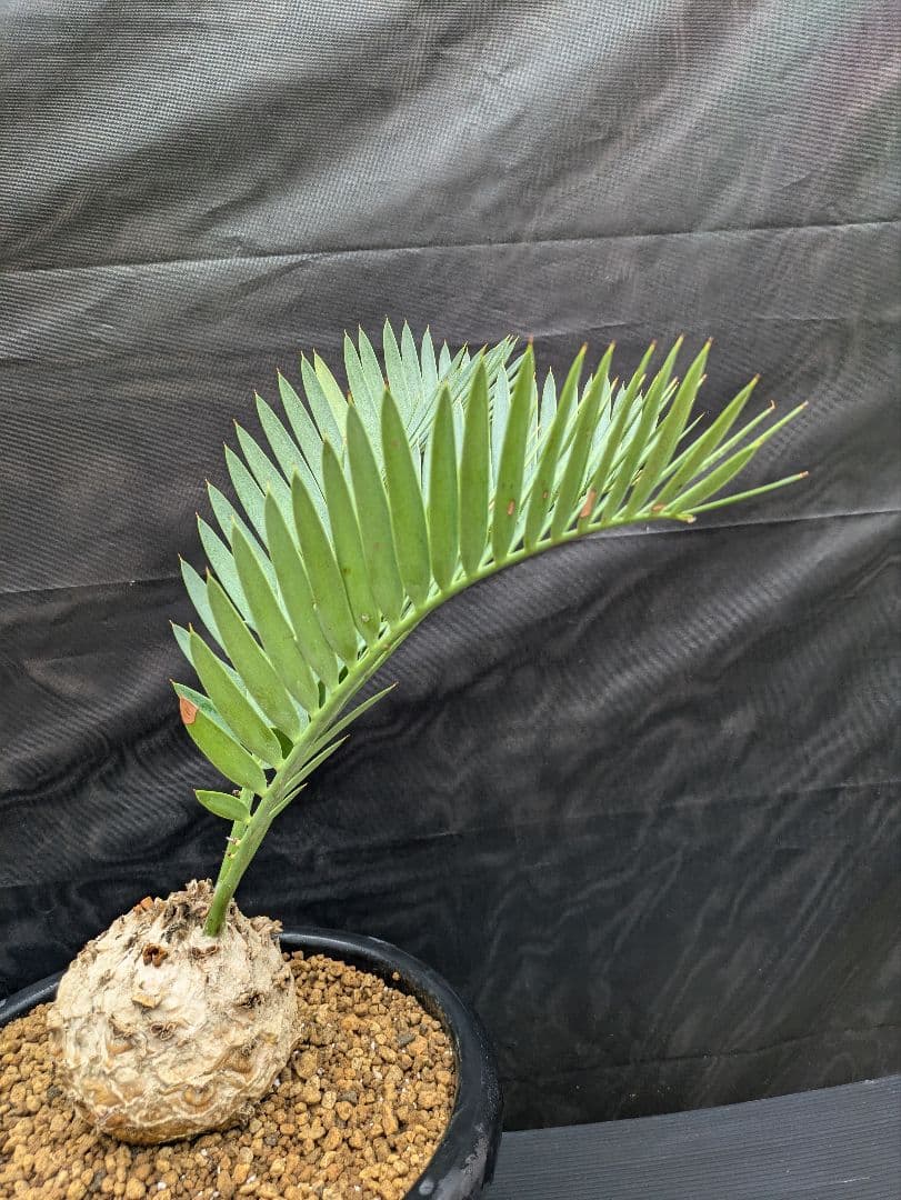 14 エンセファラルトス プリンセプス ドワーフ 特大 白肌 丸々