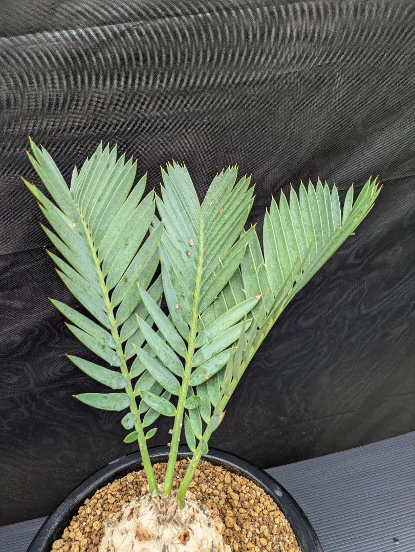 14 エンセファラルトス プリンセプス ドワーフ 特大 白肌 丸々