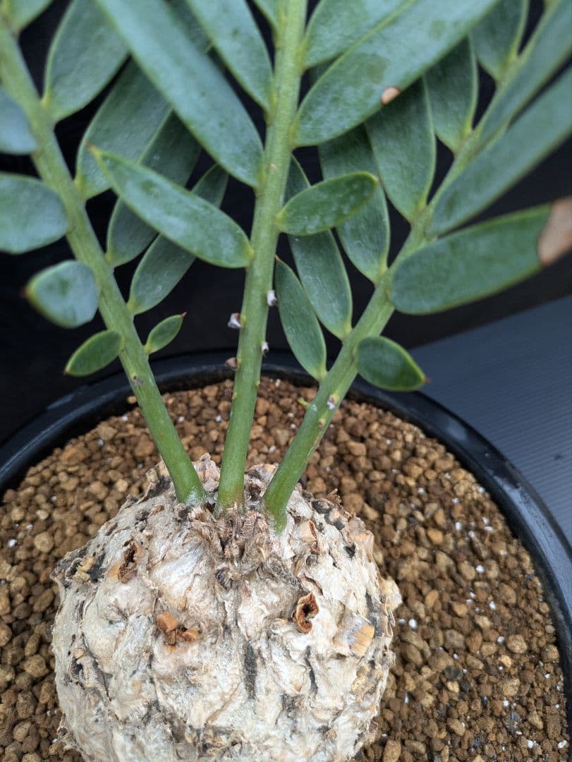 14 エンセファラルトス プリンセプス ドワーフ 特大 白肌 丸々