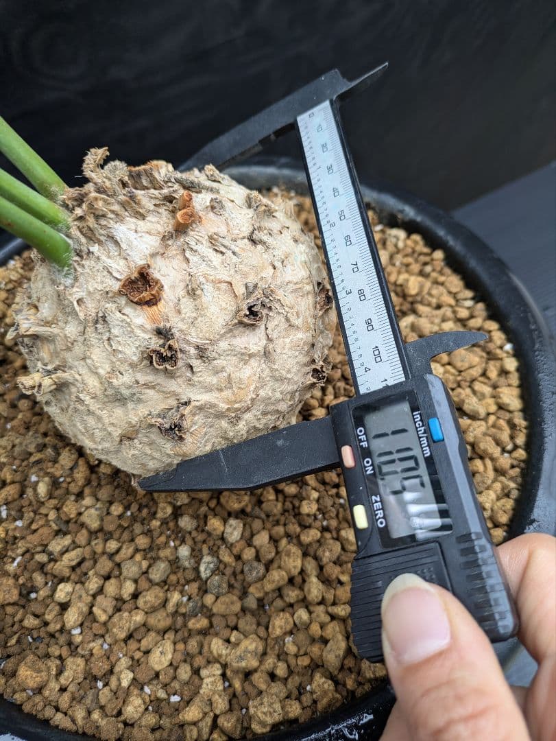 14 エンセファラルトス プリンセプス ドワーフ 特大 白肌 丸々