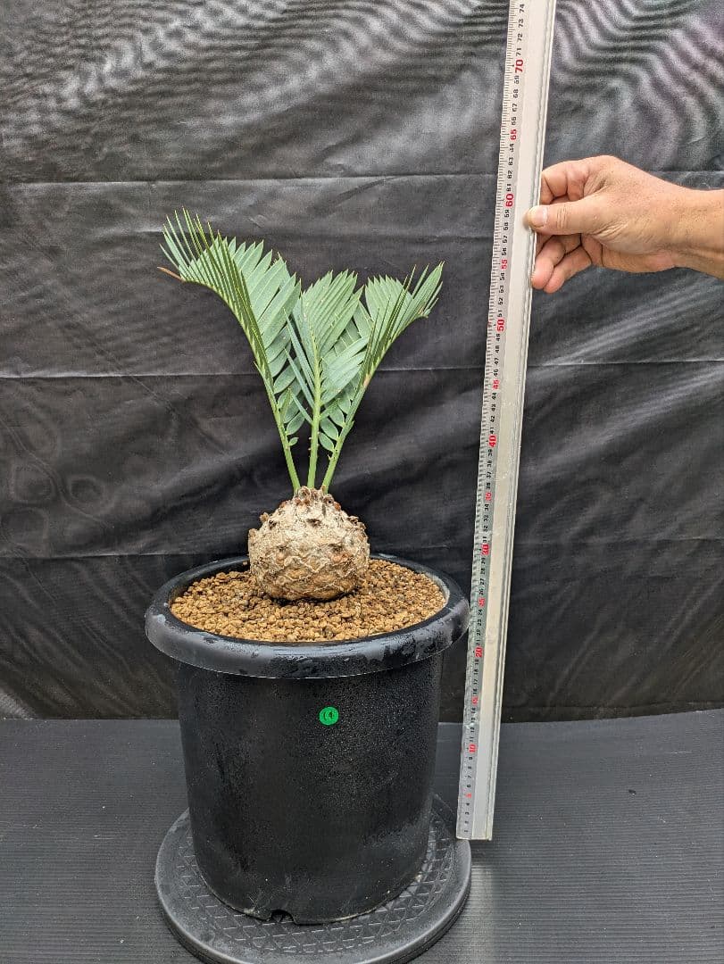 14 エンセファラルトス プリンセプス ドワーフ 特大 白肌 丸々