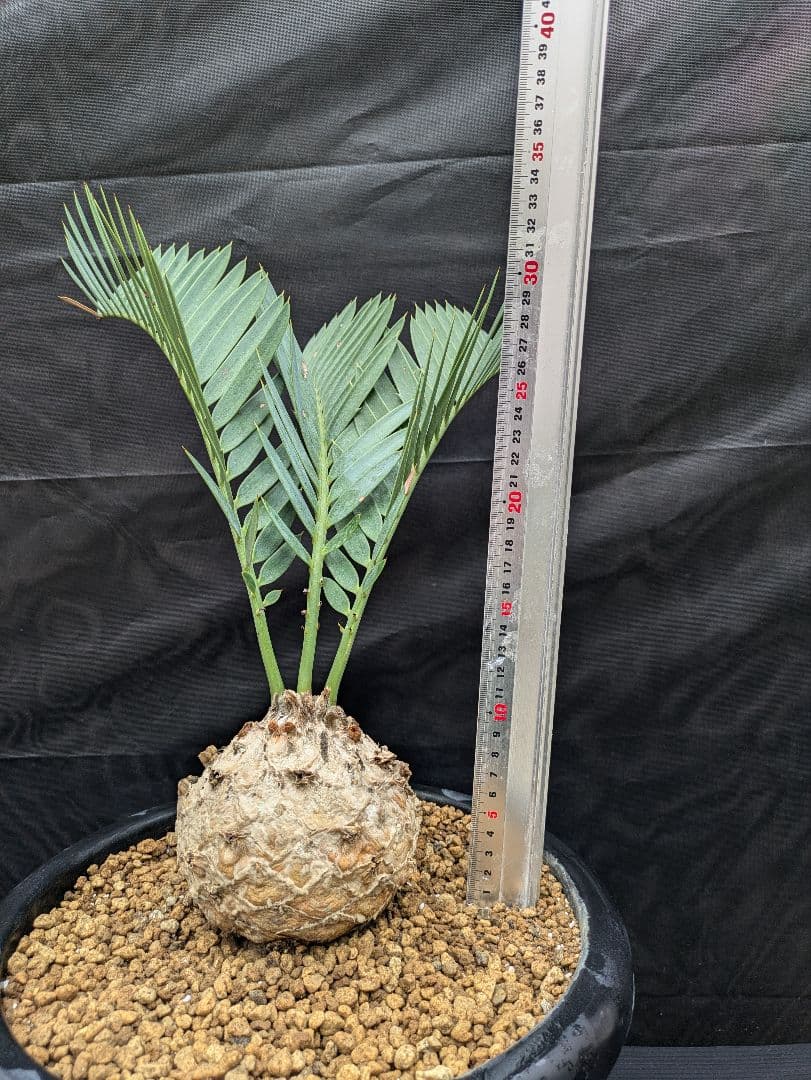 14 エンセファラルトス プリンセプス ドワーフ 特大 白肌 丸々