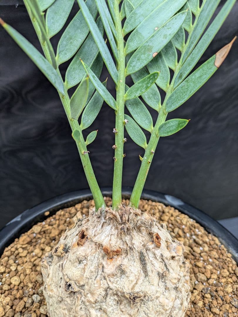 14 エンセファラルトス プリンセプス ドワーフ 特大 白肌 丸々