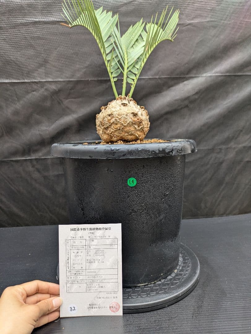 14 エンセファラルトス プリンセプス ドワーフ 特大 白肌 丸々