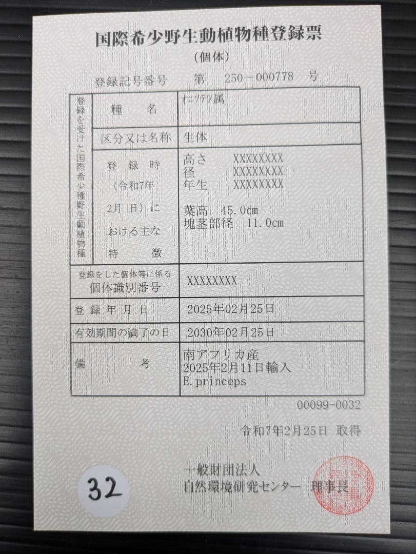 14 エンセファラルトス プリンセプス ドワーフ 特大 白肌 丸々