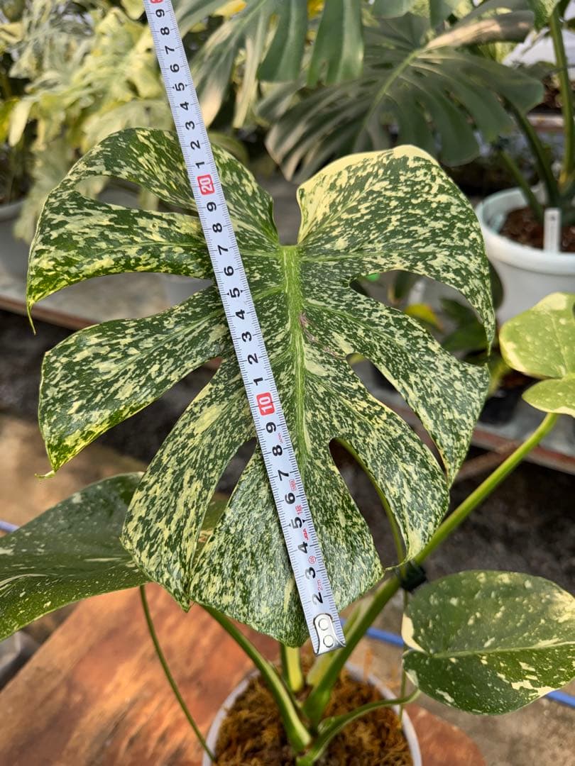 ご*ら様 R2モンステラ　タイコンステレーション　スターライト