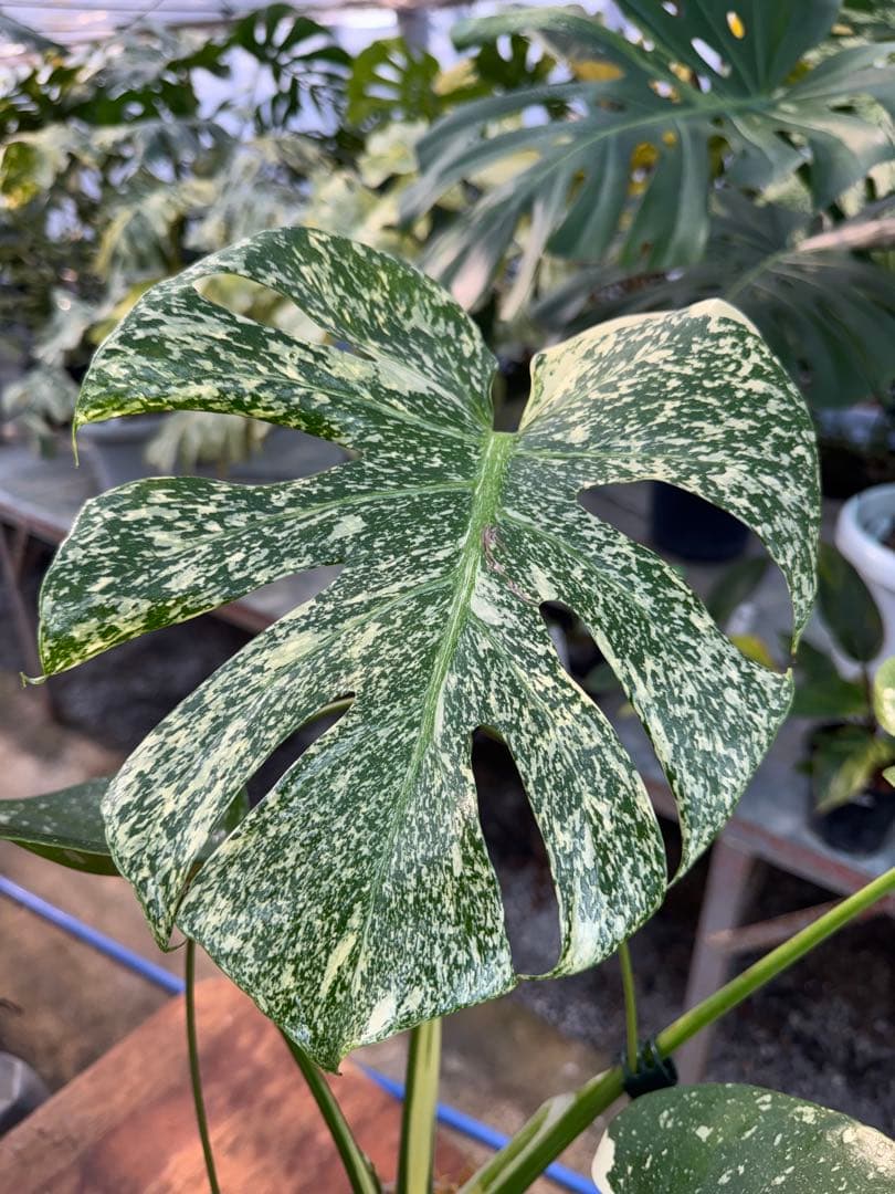 ご*ら様 R2モンステラ　タイコンステレーション　スターライト