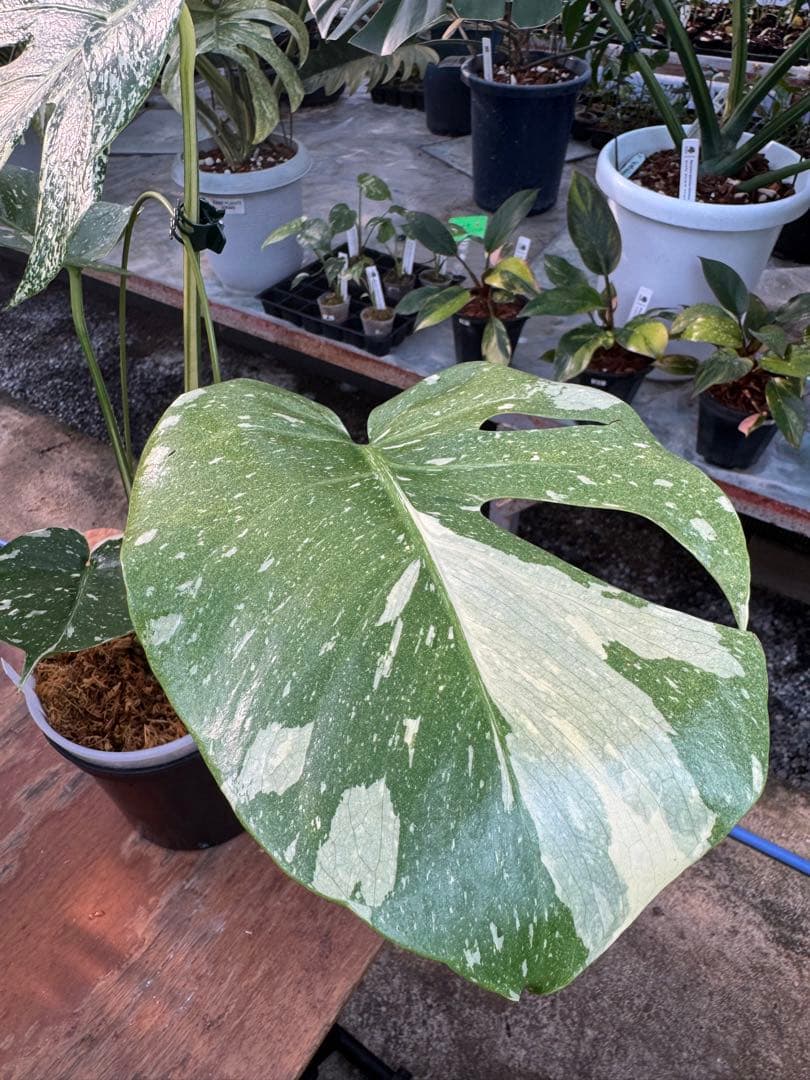 ご*ら様 R2モンステラ　タイコンステレーション　スターライト