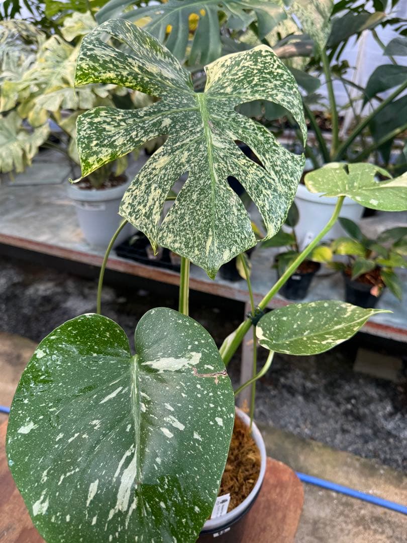 ご*ら様 R2モンステラ　タイコンステレーション　スターライト