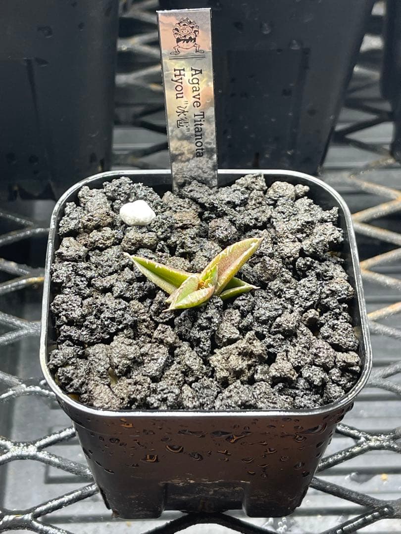 Agave Titanota Hyou \