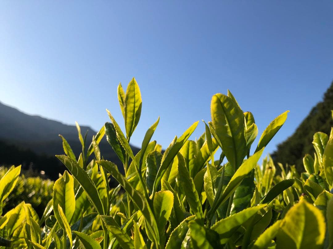 ひろみM　粉末緑茶100g×5袋　煎茶100g×5袋 健康長寿の川根茶