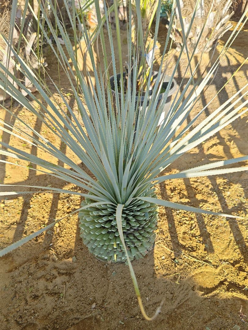 ダシリリオン ウィーレリー 極太 埼玉 引取限定